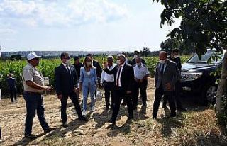 Tekirdağ’da silajlık sorgum tarla günleri düzenlendi