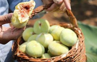 Tescilli Abbas İnciri’nde hasat dönemi