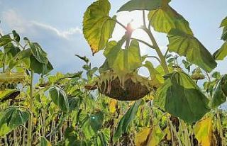 Tescilli ay çekirdeği hasadı başladı