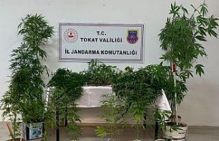 Tokat’ta uyuşturucu madde operasyonları: 3 gözaltı