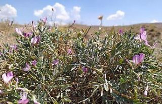 Toprağın son bekçileri: Gevenler