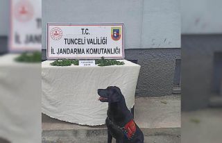Tunceli’de uyuşturucu operasyonu: 1 gözaltı