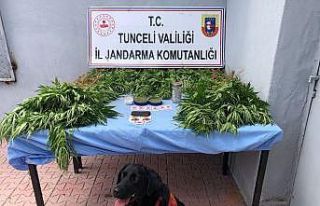 Tunceli’de uyuşturucu operasyonunda 1 gözaltı