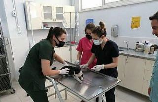 Turistlerin bulduğu yaralı kedi tedavisinin ardından...