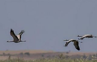 Türkülere konu olan telli turnalar 17 yıl sonra...