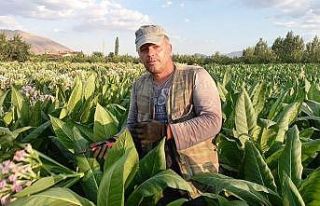 Tütün hasadı başladı