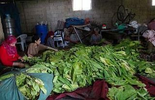 Tütünden elde ettikleri geliri çocuklarının eğitimine...
