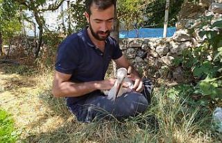 Uçamayan leyleği besleyip yetkililere teslim etti