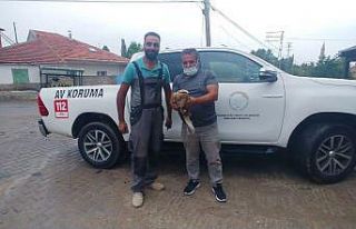 Uçma güçlüğü çeken şahin tedavi altına alındı