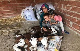 Üçüz doğuran inek veterineri de şaşırttı