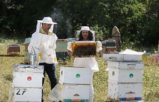 Ülke genelindeki orman yangınları arıları ve...
