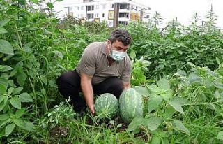 Üretim az olunca değeri daha da arttı