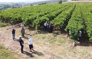 Üzüm rekoltesi sun’i zekâ ile ölçülüyor