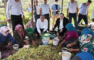 Vali Çuhadar bağbozumuna katıldı