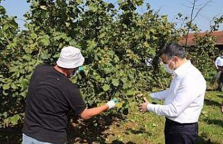 Vali vatandaşla birlikte fındık topladı