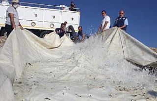 Van’da 1 milyon 200 bin yavru balık suyla buluştu