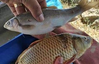 Van’da sazangillerin av yasağı sona erdi