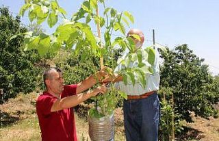 Verimsiz ceviz ağaçları kabuk altı aşısıyla...