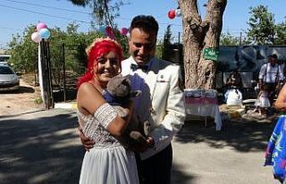 Veteriner teknikeri barınakta evlendi