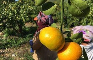 Vitamin deposu narenciyede rekolte düşüşte