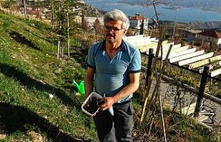 Yanan ormanlar için 15 bin meşe palamudu yetiştirecek