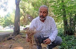 Yangın Ekolojisi Uzmanı açıkladı: “Manavgat...