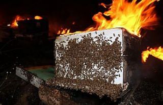 Yangında saniyeler içerisinde binlerce arı telef...