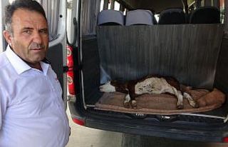 Yangından 1 gün önce doğan buzağı telef oldu