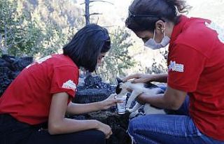Yangından etkilenen hayvanlara tedavi ve yem desteği