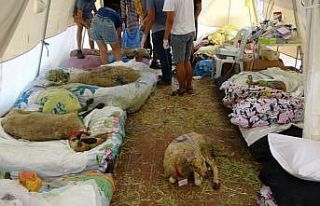 Yangından zarar gören 350 hayvan sahra hastanesinde...