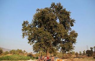 Yangının ardından 40 derece sıcakta çardakta...