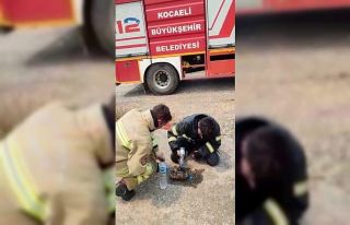 Yangının ortasında kalan kaplumbağayı kurtardılar