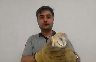 Yaralı baykuşu hayvansever kurtardı