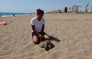 Yaralı caretta ihbarına gitti, ölüsüyle karşılaştı