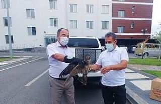 Yaralı doğan kuşu tedavi altına alındı