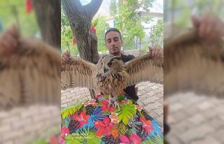 Yaralı halde bulduğu baykuşu tedavi edip doğaya...