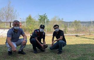 Yaralı kartala jandarma şefkati