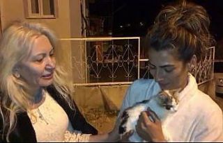Yaralı kedi bir aylık tedaviden sonra tekrar doğal...
