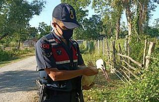 Yaralı leyleğin imdadına jandarma ekipleri yetişti
