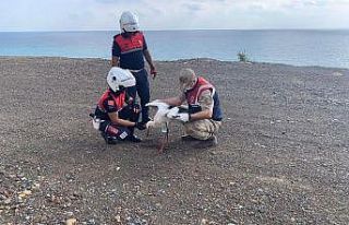 Yaralı leylek tedavi altına alındı