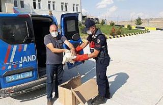Yaralı leylekleri jandarma kurtardı