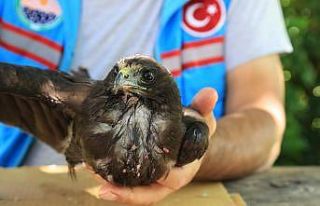 Yaralı şahin Gölbaşı Belediyesine emanet