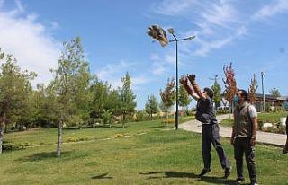 Yaralı şahine Büyükşehir şefkati
