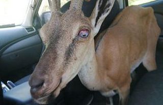 Yaralı yaban keçisi, tedavisi için hayvanat bahçesine...