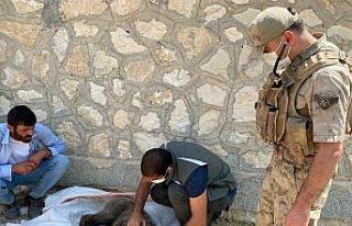 Yaralı yavru ayıyı önce beslediler, ardından...