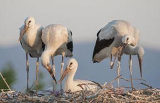 Yaren’in yavrusu Beşnumara yuvadan uçtu...Halka...