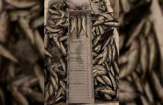 Yasak avlanan yarım ton balığına  el konuldu