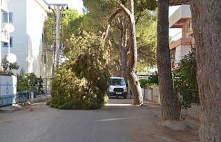 Yaşlı çam ağacı sokağa devrildi