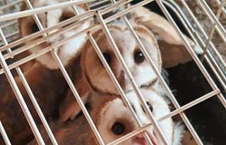 Yavru baykuşlar koruma altında