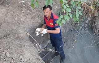 Yavru köpekler düştüğü çukurdan kurtarıldı